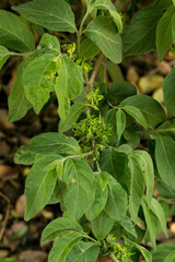 Vangueria macrocalyx