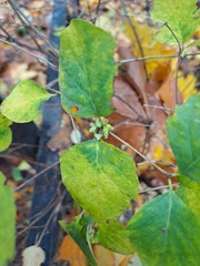 Symphoricarpos albus