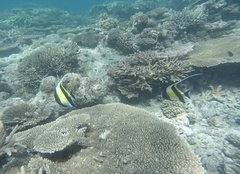 Zanclus cornutus