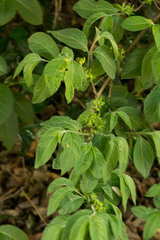 Vangueria macrocalyx
