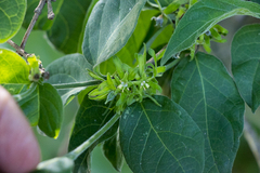 Vangueria macrocalyx