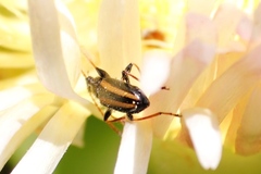 Neoeutrapela