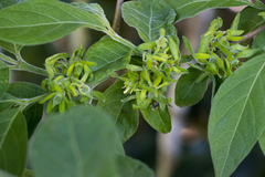 Vangueria macrocalyx