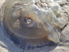 Catostylus tagi