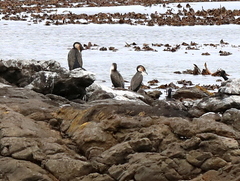 Phalacrocorax carbo lucidus