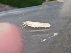 Gonioterma mistrella