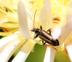 Neoeutrapela