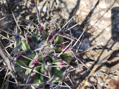 Echinocactus platyacanthus