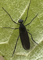 Penthetria heteroptera