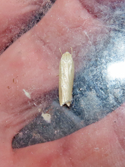 Gonioterma mistrella