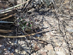 Echinocactus platyacanthus