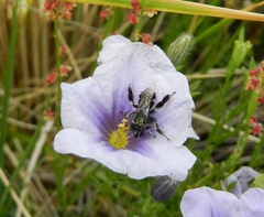 Chalepogenus nigripes