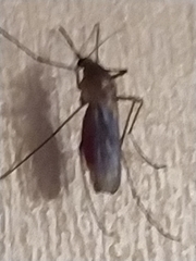 Culex quinquefasciatus