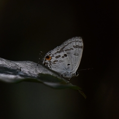 Hypolycaena kina