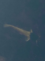 Siluriformes