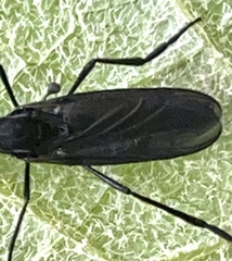 Penthetria heteroptera