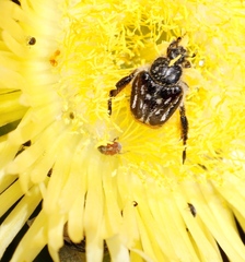Carpobrotus edulis edulis