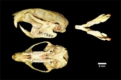 Holochilus chacarius