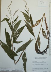 Persicaria robustior