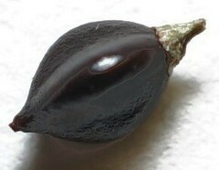 Persicaria robustior