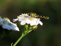 Sphaerophoria scripta