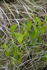 Acalypha peduncularis