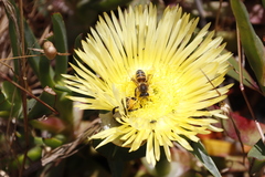 Carpobrotus edulis edulis