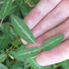 Desmodium batocaulon