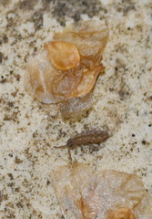 Isotomurus maculatus