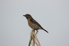 Saxicola torquatus
