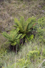 Cyathea dregei