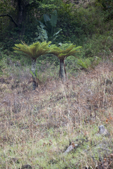 Cyathea dregei