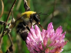 Bombus consobrinus