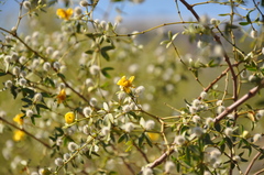 Larrea divaricata