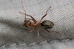 Anoplolepis custodiens