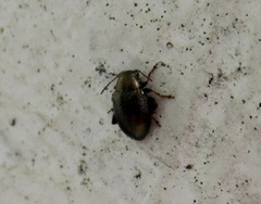 Chaetocnema hortensis