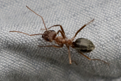 Anoplolepis custodiens