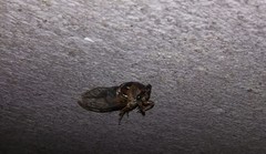 Megatibicen resonans