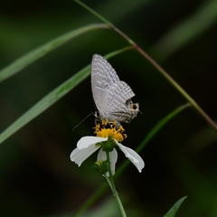Jamides alecto dromicus
