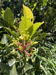 Aiouea dubia