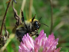 Bombus consobrinus