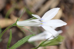 Lobelia pubescens