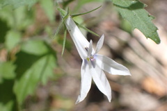 Lobelia pubescens
