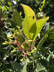Aiouea dubia