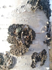 Melanohalea olivacea