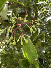 Aiouea dubia