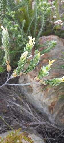 Gnidia anomala (Gnidia anomala)