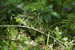 Asparagus falcatus