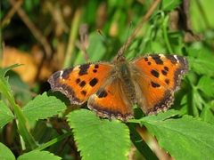 Nymphalis xanthomelas