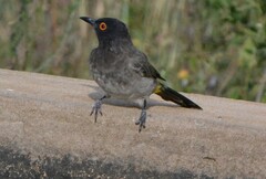 Pycnonotus nigricans